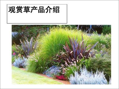 觀賞草產品介紹PPT