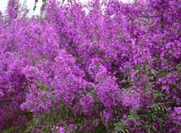 北美海棠進入園林設計范疇_農副產品_世界工廠網