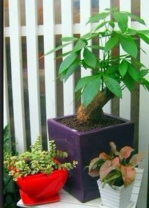 成都植物租賃租擺【林邦園藝】成都園林景觀設計|成都室內綠化養_建筑建材_世界工廠網中國產品信息庫